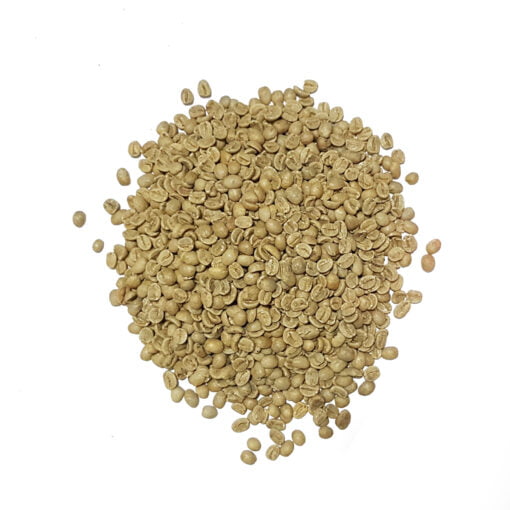 Nicaragua Arabica Screen 19