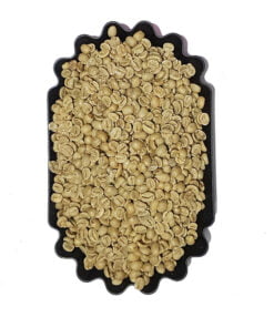 Nicaragua Arabica Screen 19